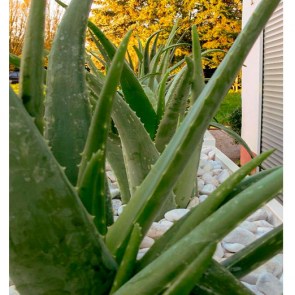 Aloe-Vera-in-DIviderwall-mit-Kies.jpg